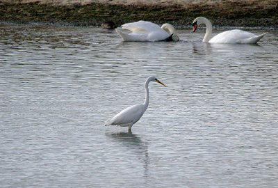 GREAT WHITE EGRET . CHEDDAR RESERVOIR . SOMERSET . ENGLAND . 2 . 11 . 2016