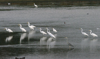 GREAT WHITE EGRETS . CHEW VALLEY LAKE . SOMERSET . ENGLAND . 9 . 11 . 2016