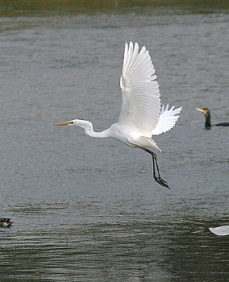 GREAT WHITE EGRET . CHEW VALLEY LAKE . SOMERSET . ENGLAND . 9 . 11 . 2016