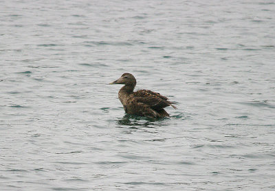 COMMON EIDER ( Somateria mollissima ) . ( Juvenile ) . BROADSANDS . DEVON . 8 . 11 . 2016
