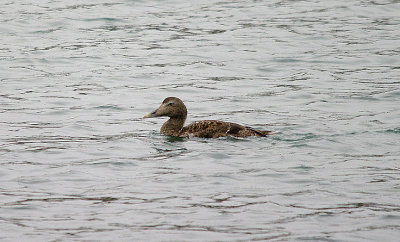 COMMON EIDER , ( Somateria mollissima ) . ( Juvenile ) , BROADSANDS , DEVON , 8 , 11 , 2016