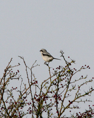 GREAT GREY SHRIKE . WOODBURY COMMON . DEVON . 16 . 11 . 2016