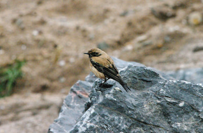 DESERT WHEATEAR . LEASFOOT BEACH . THURLESTONE . DEVON . 21 . 11 . 2016