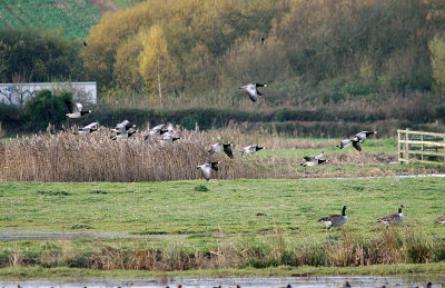 BARNACLE GOOSE . THE EXMINSTER MARSHES . DEVON . ENGLAND . 25 . 11 . 2016