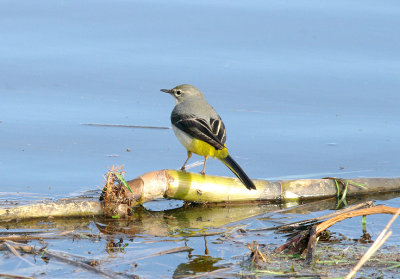 GREY WAGTAIL . THE EXMINSTER MARSHES . DEVON . 25 . 11 . 2016
