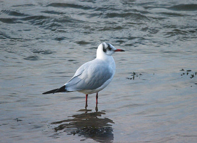 BLACK-HEADED GULL . TOPSHAM RECREATION GROUND . DEVON . 26 . 11 . 2016