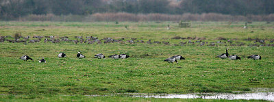 BARNACLE GOOSE . THE EXMINSTER MARSHES . DEVON . ENGLAND . 27 . 11 . 2016