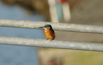 COMMON KINGFISHER . THE TOPSHAM RECREATION GROUND . DEVON . 28 / 11 / 2016