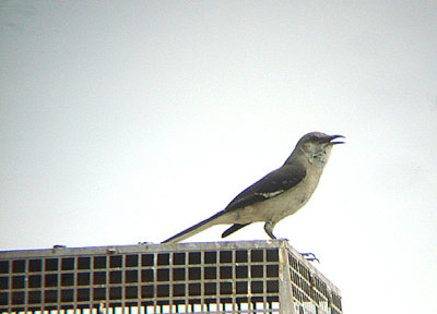  NORTHERN MOCKINGBIRD . LA QUINTA . CALIFORNIA . 16 / 7 / 2009