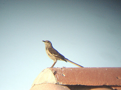  NORTHERN MOCKINGBIRD . LA QUINTA . CALIFORNIA . 17 / 7 / 2009