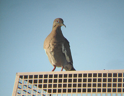  WHITE WINGED DOVE . LA QUINTA . CALIFORNIA . 17 / 7 / 2009