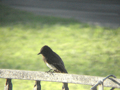  BLACK PHOEBE . LA QUINTA . CALIFORNIA . 17 / 7 / 2009
