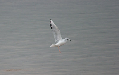 BONAPARTE`S GULL . SHELLEY BEACH . EXMOUTH . DEVON . 5 . 12 . 2016