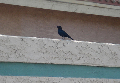  BREWERS BLACKBIRD . RANCHO MIRAGE . CALIFORNIA . 18 / 7 / 2009