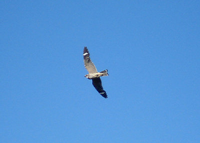  LESSER NIGHTHAWK , Nr MECCA , CALIFORNIA . 19 / 7 / 2009