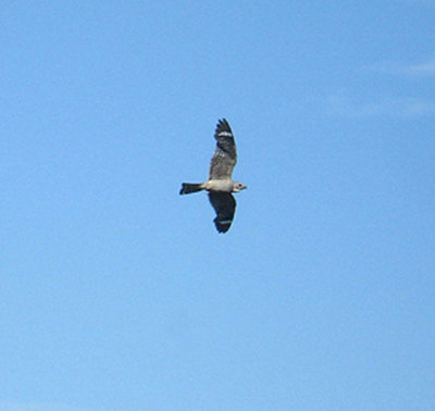 LESSER NIGHTHAWK . Nr MECCA . CALIFORNIA . 19 / 7 / 2009