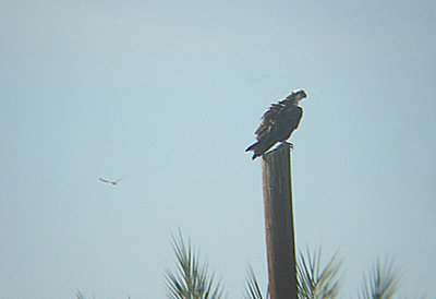 OSPREY . Nr MECCA . CALIFORNIA . USA . 19 / 7 / 2009