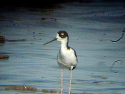 BLACK NECKED STILT . THE SALTON SEA . CALIFORNIA . 19 / 7 / 2009