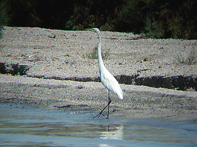  GREAT WHITE EGRET . THE SALTON SEA . CALIFORNIA . 19 / 7 / 2009
