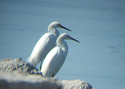  SNOWY EGRET . THE SALTON SEA . CALIFIFORNIA . 19 / 7 / 2009