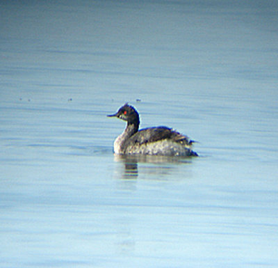 BLACK NECKED GREBE . THE SALTON SEA . CALIFORNIA . 19 / 7 / 2009
