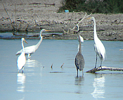 GREAT BLUE HERON . THE SALTON SEA . CALIFORNIA . 19 / 7 / 2009