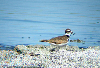 KILLDEER . THE SALTON SEA . CALIFORNIA . 19 / 7 / 2009