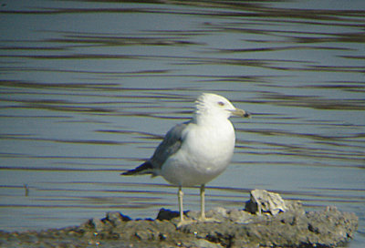 RING BILLED GULL . THE SALTON SEA . CALIFORNIA . 19 / 7 / 2009