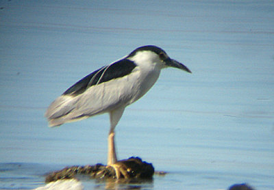  NIGHT HERON . MECCA BEACH . THE SALTON SEA . CALIFORNIA . 19 / 7 / 2009