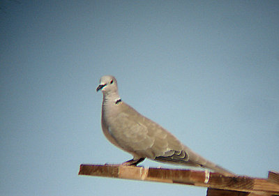 EURASIAN  COLLARED DOVE . MECCA BEACH . THE SALTON SEA . CALIFORNIA . 19 / 7 / 2009