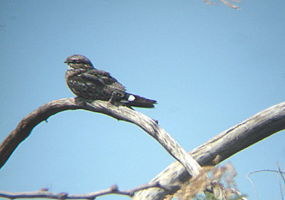 LESSER NIGHTHAWK , THE WISTER UNIT . THE SALTON SEA . CALIFORNIA . 19 / 7 / 2009 