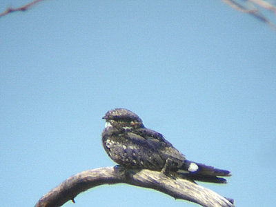  LESSER NIGHTHAWK . THE WISTER UNIT . THE SALTON SEA . CALIFORNIA . 19 / 7 / 2009