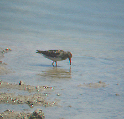  WESTERN SANDPIPER . THE SALTON SEA . CALIFORNIA . 19 / 7 / 2009