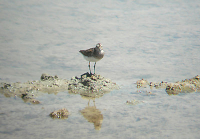 WESTERN SANDPIPER . THE SALTON SEA . CALIFORNIA . 19 / 7 / 2009