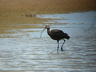 WHITE FACED IBIS , THE SALTON SEA , CALIFORNIA . 19 / 7 / 2009