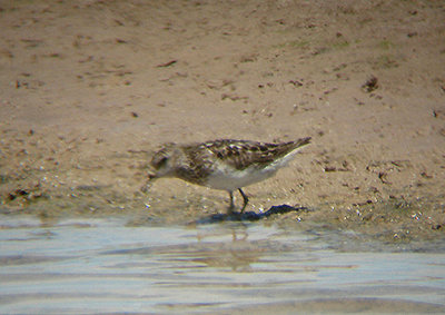 LEAST SANDPIPER . THE SALTON SEA . CALIFORNIA . 19 / 7 / 2009