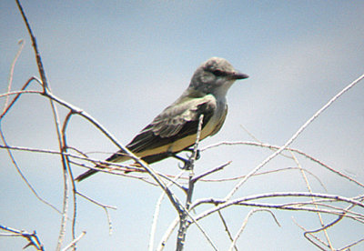 WESTERN KINGBIRD , THE SALTON SEA , CALIFORNIA . 19 / 7 / 2009