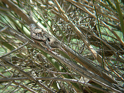  COMMON GROUND DOVE . THE SALTON SEA . CALIFORNIA . 19 / 7 / 2009