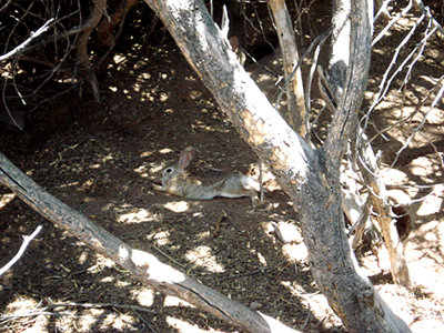  DESERT COTTONTAIL . THE SALTON SEA . CALIFORNIA . 19 / 7 / 2009