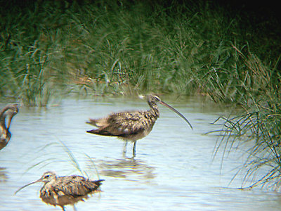  LONG BILLED CURLEW  . RED HILL MARINA . THE SALTON SEA . CALIFORNIA . 19 / 7 / 2009