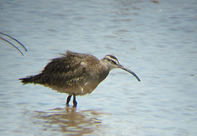  (Hudsonian ) WHIMBREL . THE RED HILL MARINA . THE SALTON SEA . CALIFORNIA . 19 / 7 / 2009