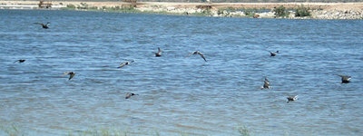 ( American ) BLACK TERN . THE RED HILL MARINA . THE SALTON SEA . CALIFORNIA . 19 / 7 / 2009