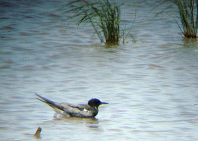(American ) BLACK TERN . THE RED HILL MARINA . THE SALTON SEA . CALIFORNIA . 19 / 7 / 2009