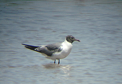 LAUGHING GULL . THE RED HILL MARINA . THE SALTON SEA . CALIFORNIA . 19 / 7 / 2009