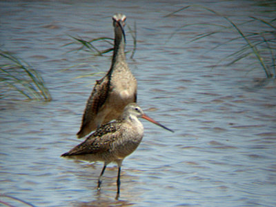 HUDSONIAN GODWIT ( Female ) . THE RED HILL MARINA . THE SALTON SEA . CALIFORNIA . 19 / 7 / 2009 