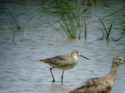  WILLET . THE RED HILL MARINA . THE SALTON SEA . CALIFORNIA . 19 / 7 / 2009