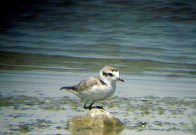 SNOWY PLOVER , THE RED HILL MARINA . THE SALTON SEA . CALIFORNIA . 19 / 7 / 2009