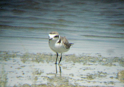  SNOWY PLOVER . THE RED HILL MARINA . THE SALTON SEA . CALIFORNIA . 19 / 7 / 2009