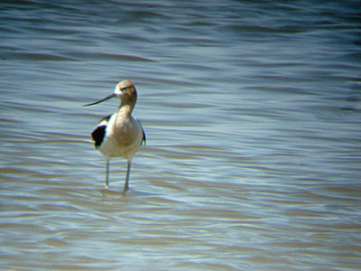  AMERICAN AVOCET . THE RED HILL MARINA . THE SALTON SEA . CALIFORNIA . 19 / 7 / 2009