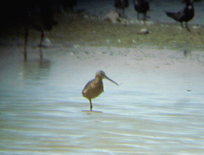  LONG BILLED DOWITCHER . THE RED HILL MARINA . THE SALTON SEA . CALIFORNIA . 19 / 7 / 2009